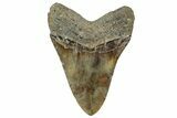 Fossil Megalodon Tooth - North Carolina #328320-2